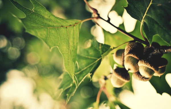 Желуди на ветке