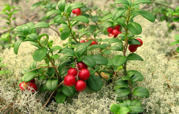 Ягода брусника