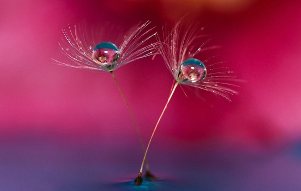 Семена одуванчика в воде