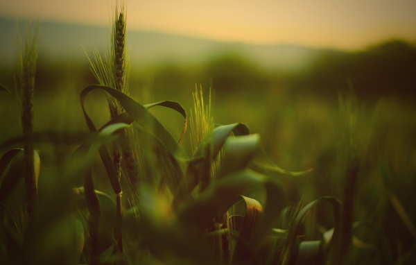 Трава с колосьями