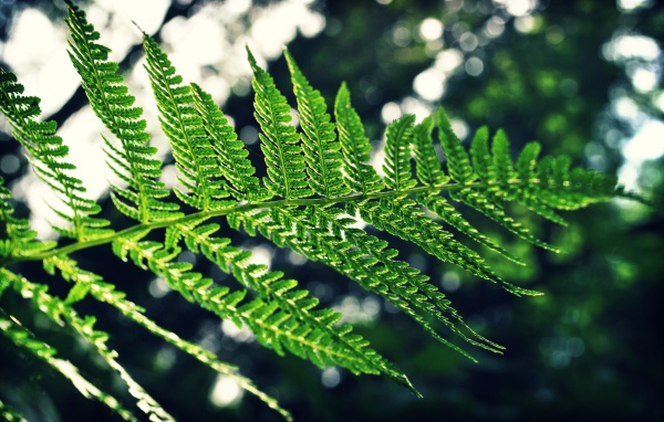 Веточка папоротника