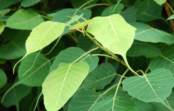 Зеленый кустарник