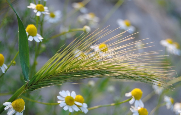Колос среди ромашек
