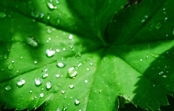 Зеленый листок с капельками воды