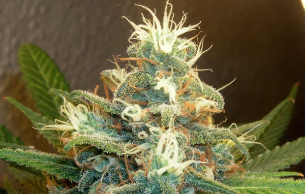 Марихуана почки растений 