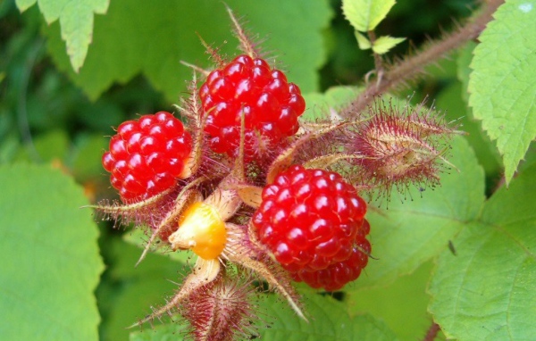  Малина на ветке