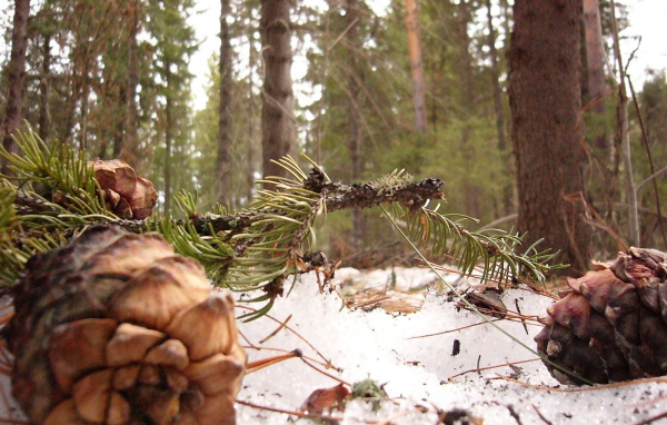 Шишки сибирского кедра