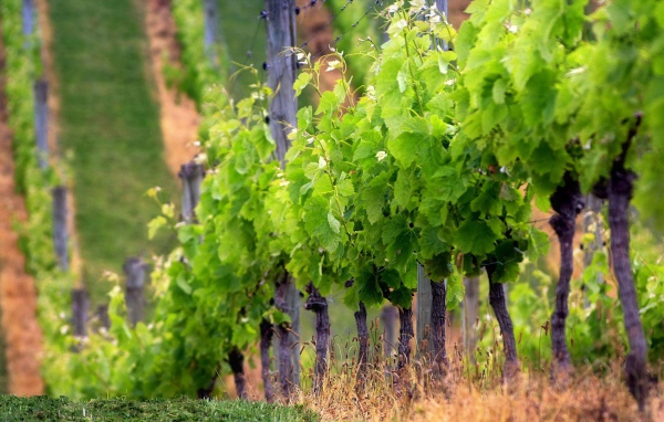 Забор из виноградника