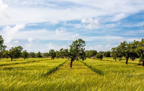 Деревья в фруктовом саду