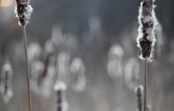 Два колоска