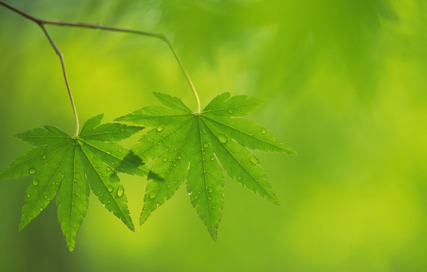 Два листочка