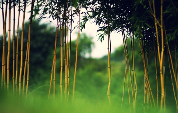 Young bamboo