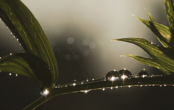 Блестящие капли росы на ветке