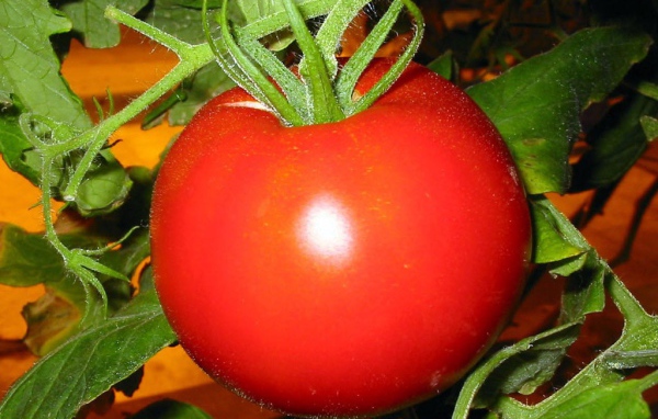 	 Juicy ripe tomato