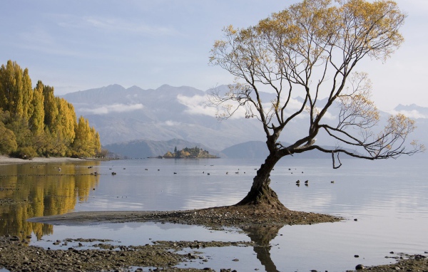 Одинокое дерево в воде