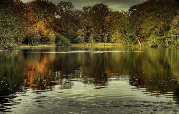 Утки на озере