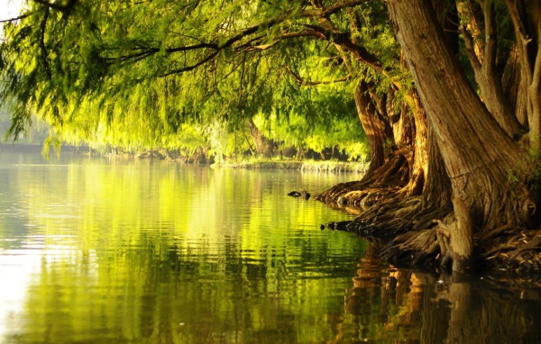 Цветущие деревья у воды