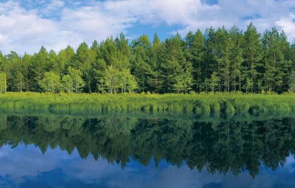 Зелень у реки