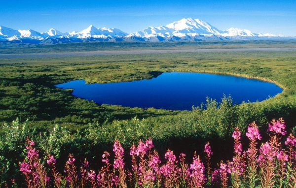 У озера цветет иван чай