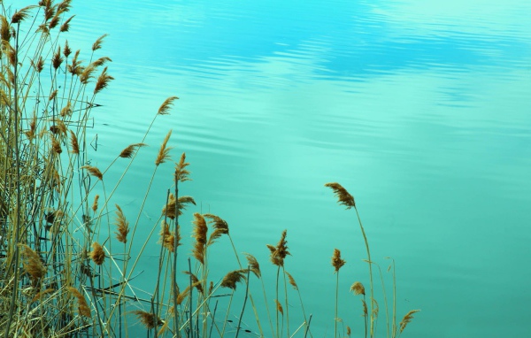 Растения у воды