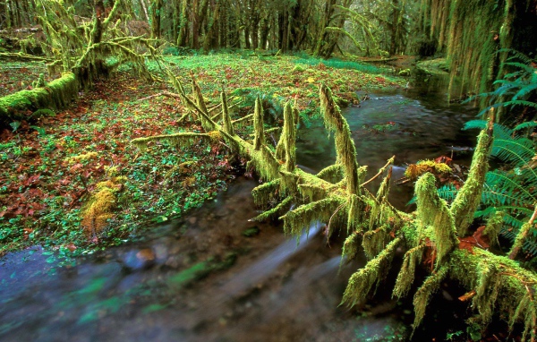 Очень дикая природа