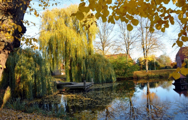 Плакучая ива у пруда