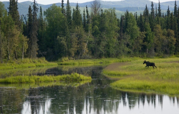 Лось бежит по болоту