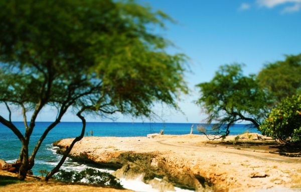 Дерево на берегу моря