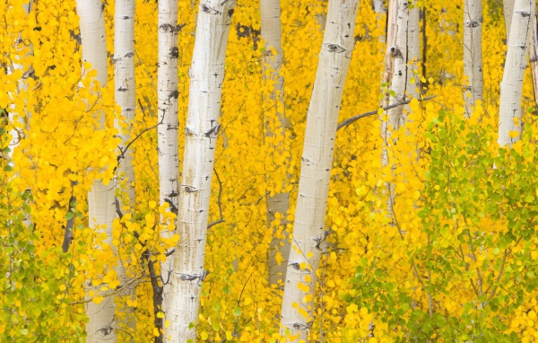 Осенний березовый лес в Колорадо