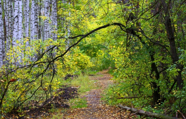 Path in the autumn birch forest