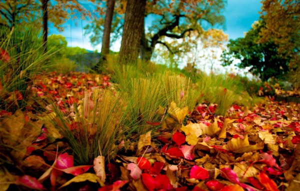the autumn leaves on the grass