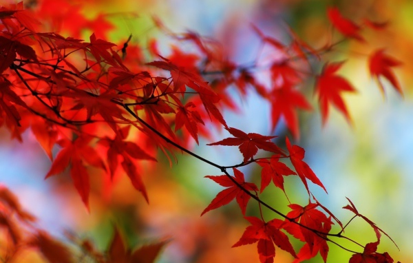 the red leaves of the autumn