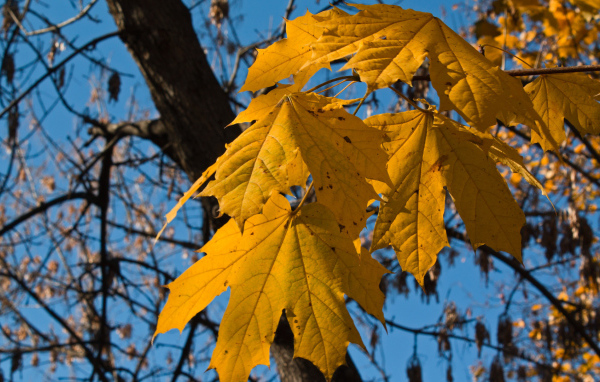 Желтые осенние листья на ветру