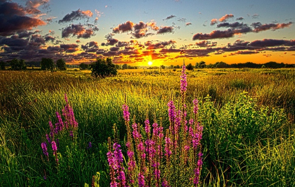 Синие цветы на золотом закате