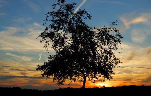 Одинокое дерево на закате