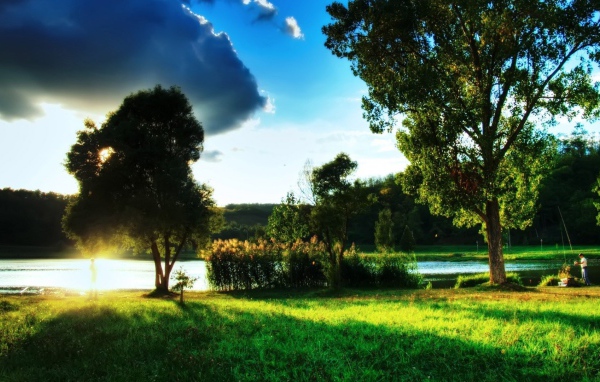 Закат за деревом