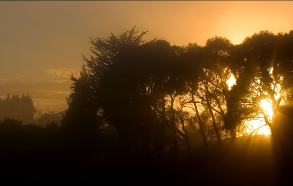 Лучи солнца сквозь деревья