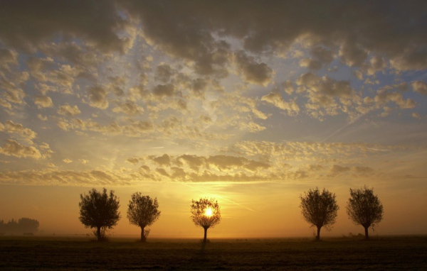 Закат за деревьями