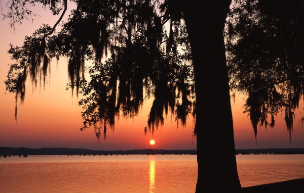 Темное дерево на фоне заката