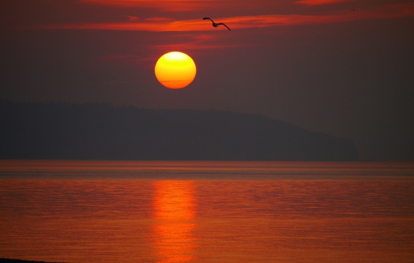 Закат над морем с птицей