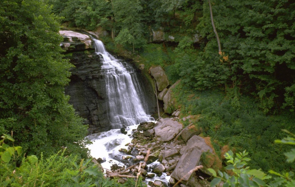 Пейзаж с растительностью