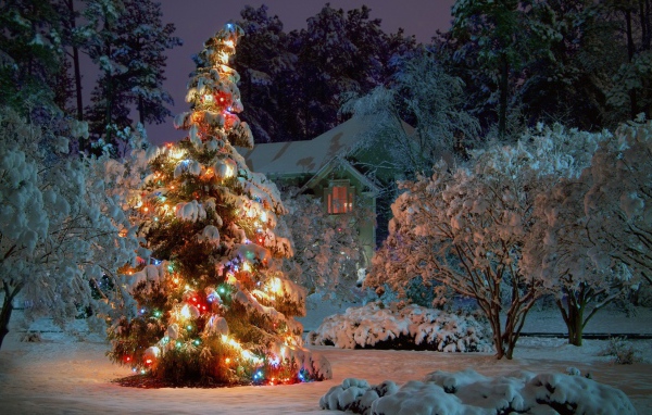 Елка в снегу и с огоньками