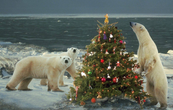 Белые медведи празднуют Новый Год