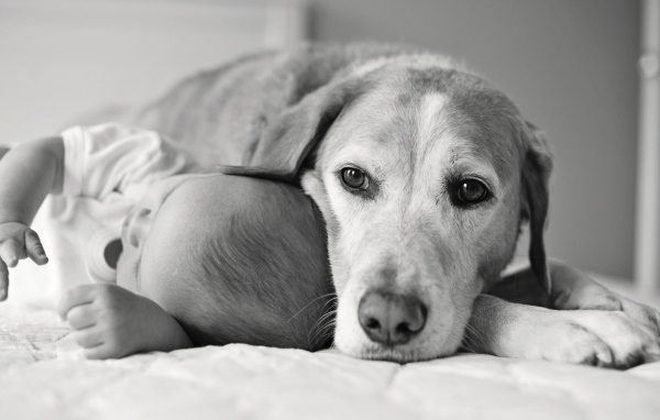 Собака спит с ребенком