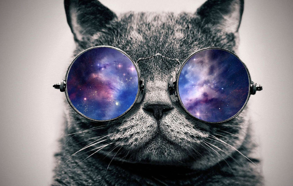 Кот в космосе