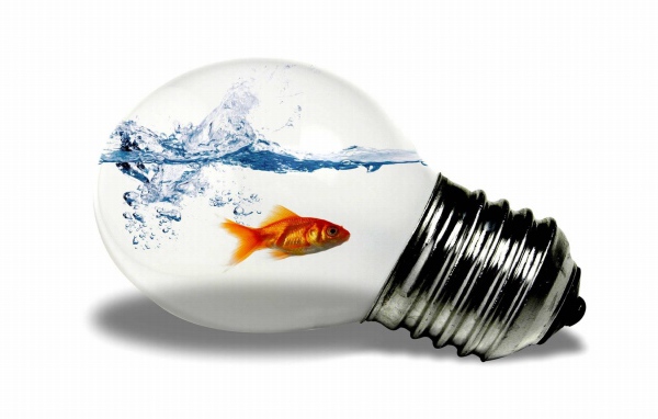 	 Fish in the light bulb