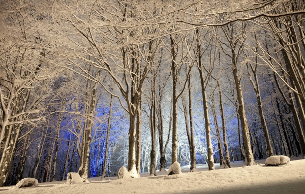 Winter evening in the wood