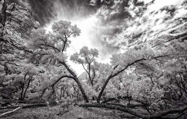 Лес после бури