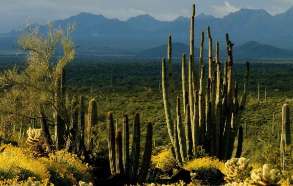 Пейзаж штата Аризона