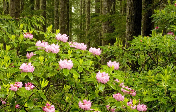 Парк в штате Вашингтон